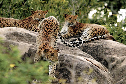 Yala National Park: Entrébiljett