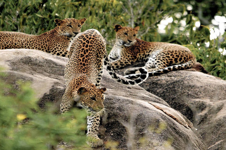 Yala National Park: Entrance Ticket