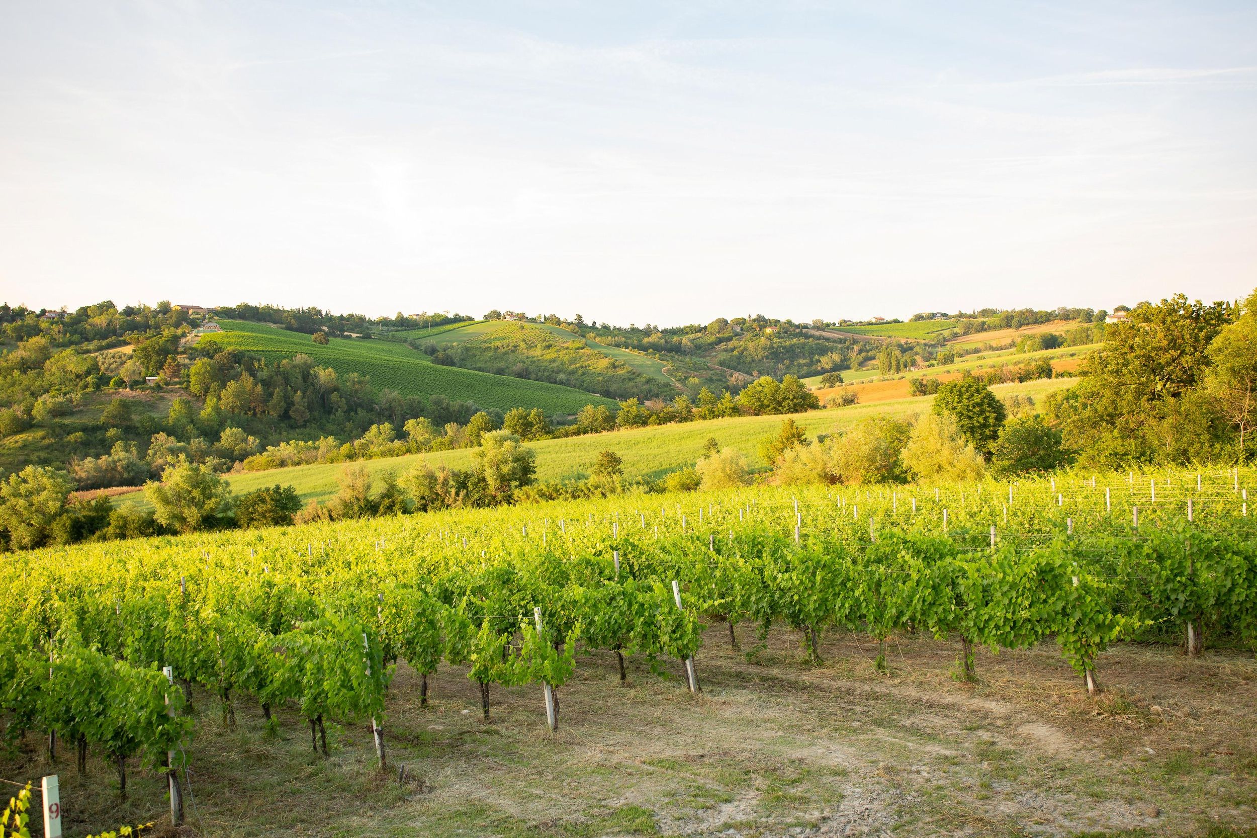 Rimini: Tour durch ein biologisches Weingut mit Lebensmittelverkostung