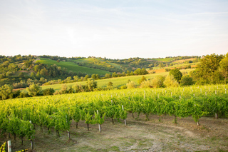 Rimini: Tour azienda vinicola biologica con degustazione