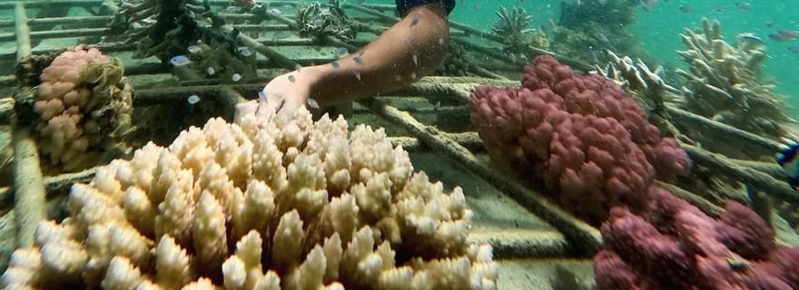 Matin en mer :Dauphins, petit déj mauricien, aquarium naturel, Cristal Rock
