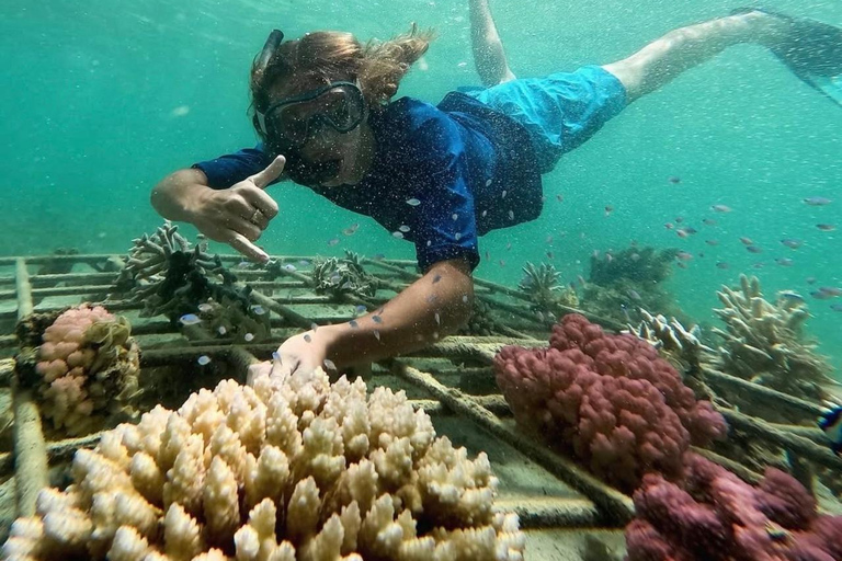 Morning at sea: Dolphins, Mauritian breakfast, natural aquarium, Cristal Rock