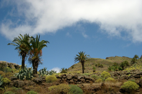 La Gomera: Guidade vandringsturer från Valle Gran ReyRegnskog på onsdagar