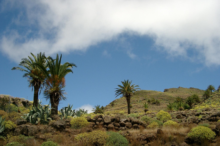 La Gomera: Tour guidati a piedi dalla Valle Gran ReyForesta pluviale il mercoledì