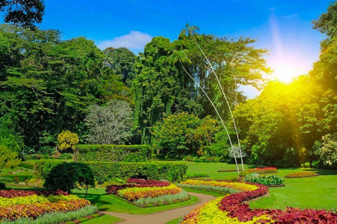 Gita di 1 giorno a Kandy e all&#039;orfanotrofio degli elefanti, tutto inclusoKandy e orfanotrofio degli elefanti: gita di 1 giorno all inclusive