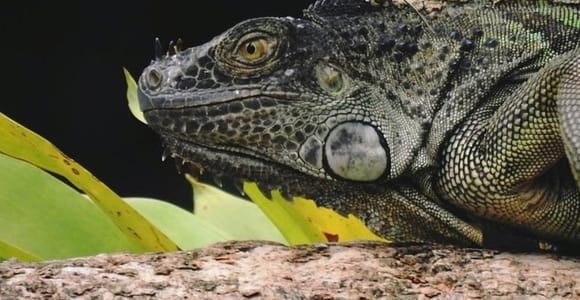 La Fortuna: Rainforest Nature Hike with Guide