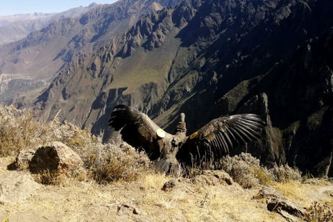 From Arequipa: Tour Fantastic to Colca Canyon |2Days/1Night|