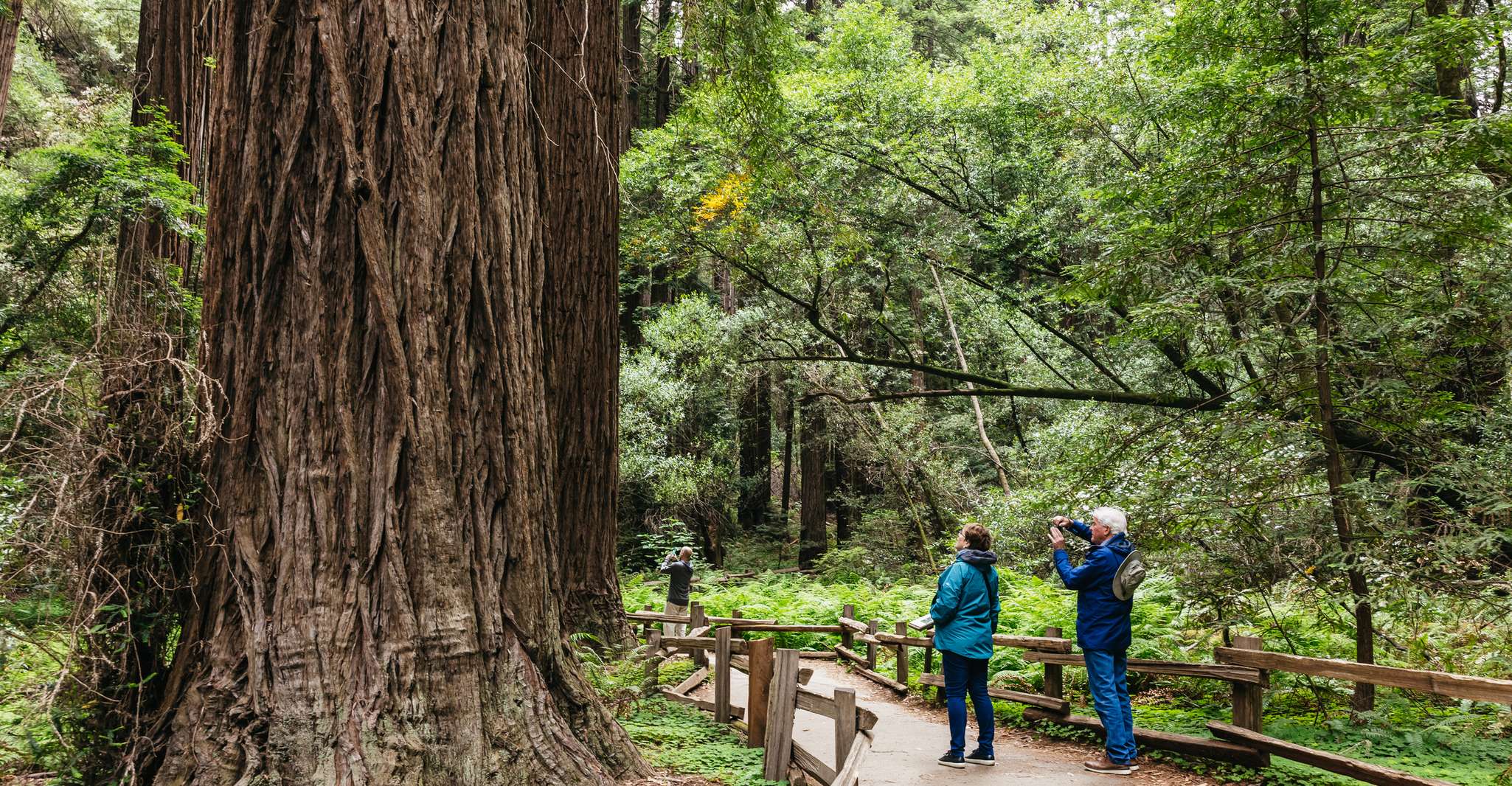 San Francisco, Muir Woods, Napa & Sonoma Valley Wine Tour - Housity