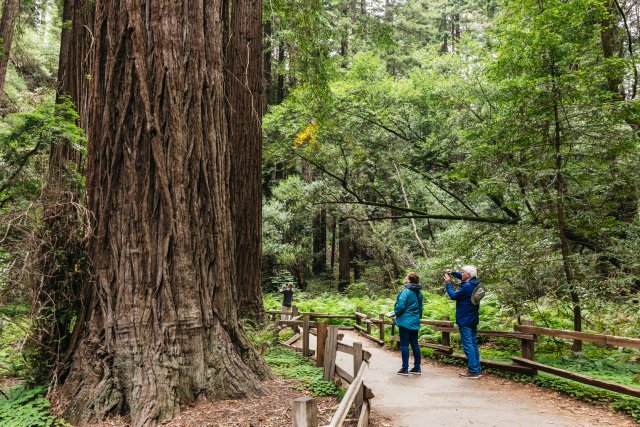 San Francisco: Muir Woods, tour dei vini della Valle di Napa e Sonoma