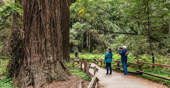 San Francisco: Muir Woods, Napa & Sonoma Valley Wine Tour