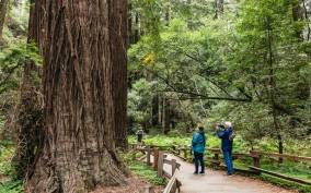 San Francisco: Wine Country Tastings Tour with Muir Woods