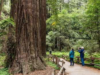 San Francisco: Ruta del Vino por Muir Woods, Valle de Napa y Sonoma