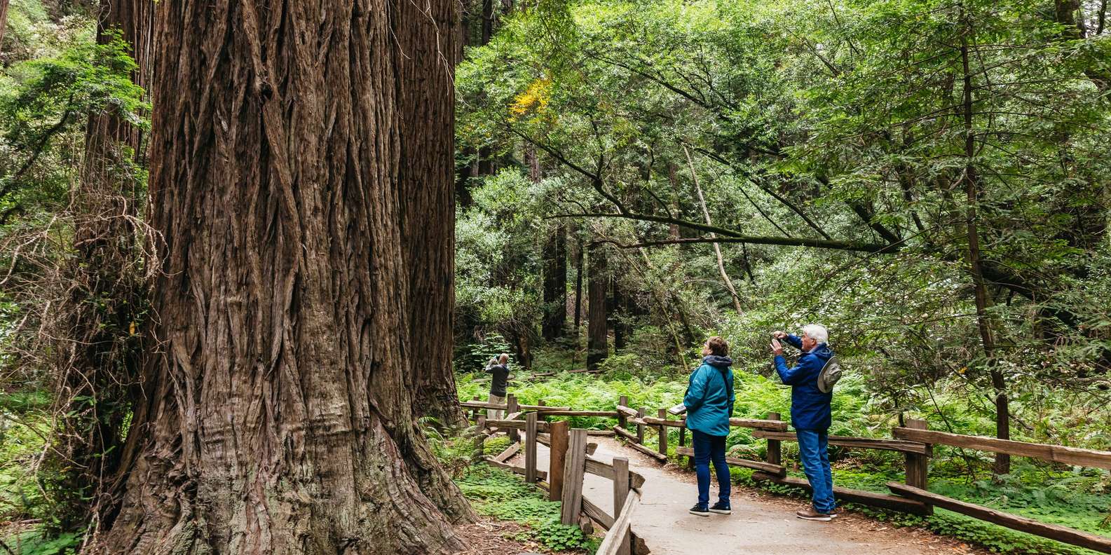 San Francisco: Muir Woods, Napa & Sonoma Valley Wine Tour