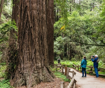 San Francisco: Muir Woods, Napa & Sonoma Valley Wine Tour