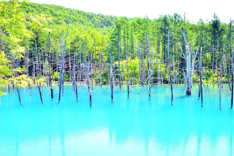 Sapporo: Blue Pond & Ningle Terrace Winter Illumination Tour 10:30 Departs from Odori Station Exit 31