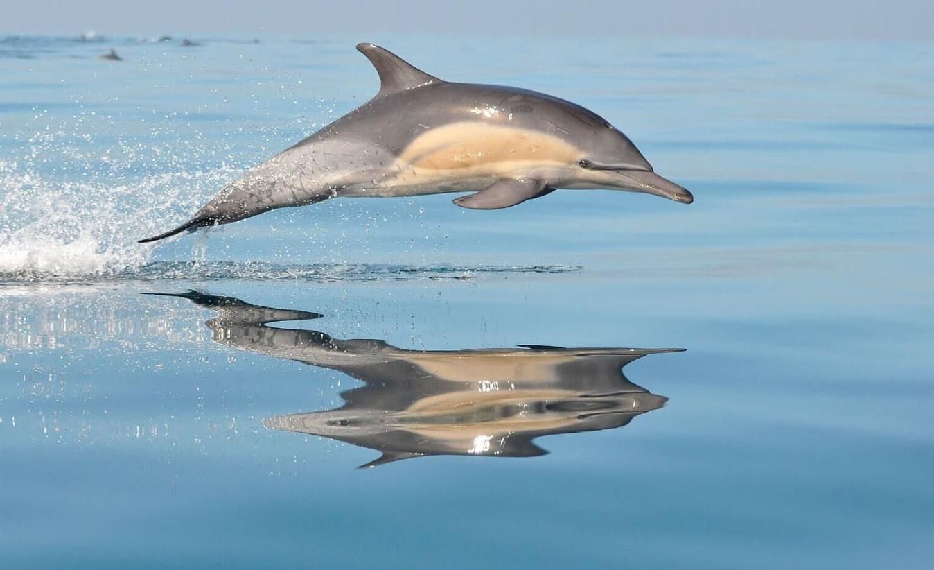 S'Arenal: Bootstour mit Delfinbeobachtung bei Sonnenaufgang