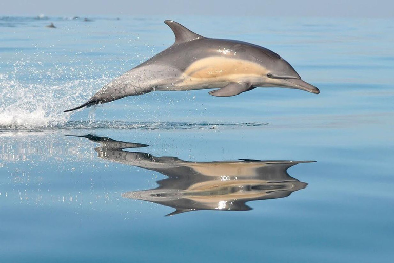 S'Arenal: Dolphin-watching boat tour at dawn S'Arenal: Dolphin Watching Boat Tour at Sunrise