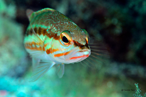 Puerto de Sóller: Excursión de snorkel con guía profesionalVisita matinal