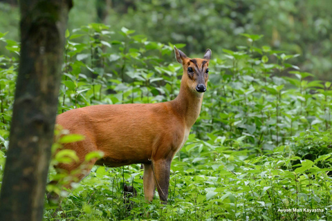 Wędrówka po Parku Narodowym Shivapuri - malowniczy jednodniowy trekking