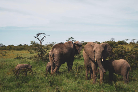 1 day Tsavo East safari from Diani/Mombasa By safari van