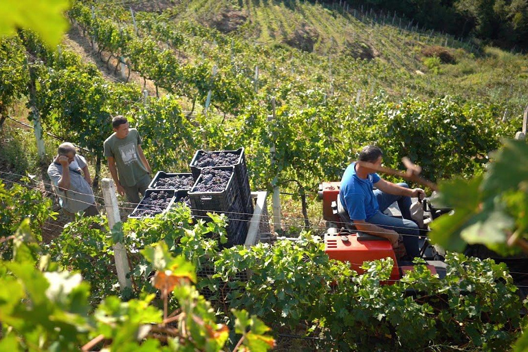 Da Tirana/Durres/Golem: Tour del Capo di Rodon e degustazione di vini.Da Tirana: Capo di Rodon e degustazione di vini.