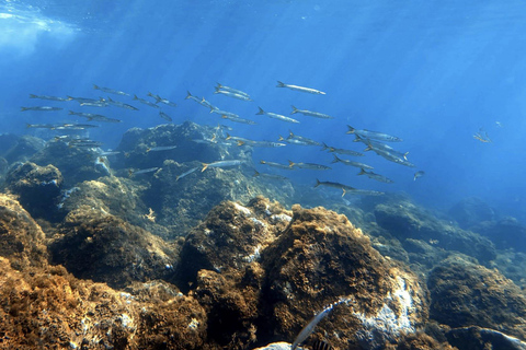 La Palma: First Snorkeling, Then an Intro to Scuba Diving - Discover the Atlantic La Palma: First snorkeling, then an introduction to scuba diving – discover the Atlantic