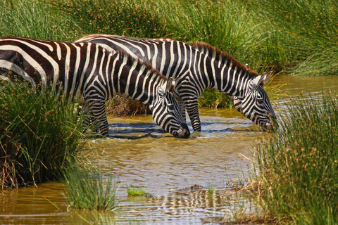 Nairobi National Park half day guided tour.