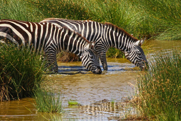 Nairobi National Park half day guided tour.