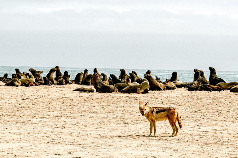 Namib Desert: Pink Salt Lakes, Seal Colony & Moon Valley