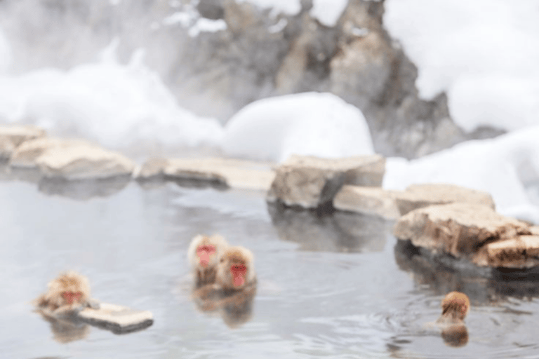 From Tokyo & Nagano: Snow Monkey Private Customizable Tour
