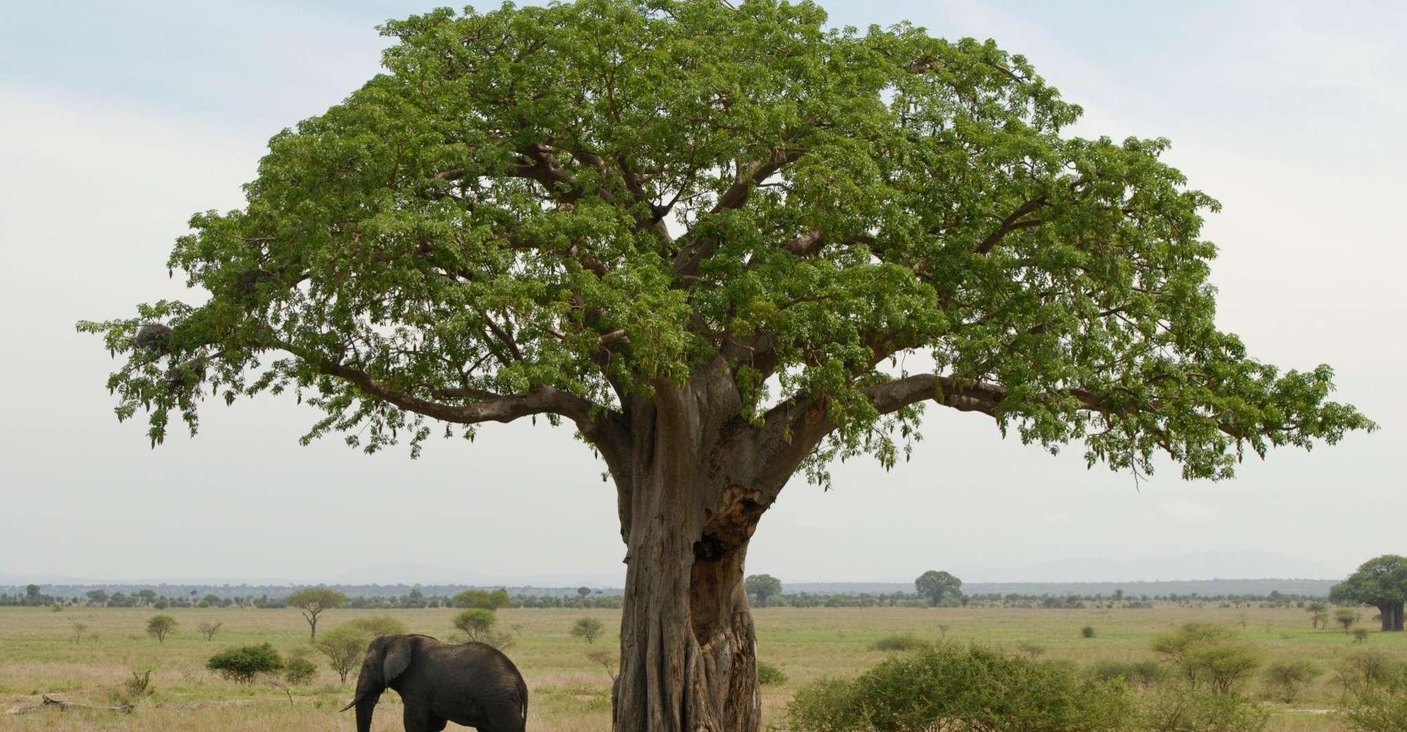 7 giorni Kilimanjaro trekking attraverso Lemosho route - Hizvo