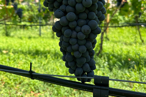 Kotor: Winery with food and wine pairing OPTION 2: FISH BITES