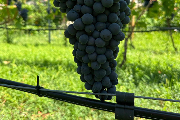 Kotor: Winery with food and wine pairing OPTION 2: FISH BITES