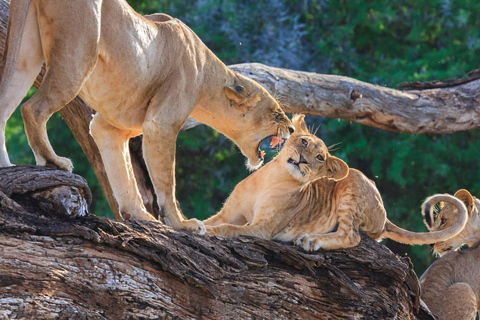 Nairobi: 3-Day Samburu National Reserve Safari Tour
