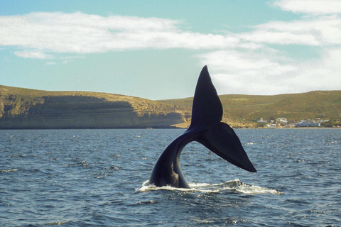 Puerto Madryn: Península Valdes with optional Whale Watching Puerto Madryn Península Valdes Simple Tour NO Whale Watching