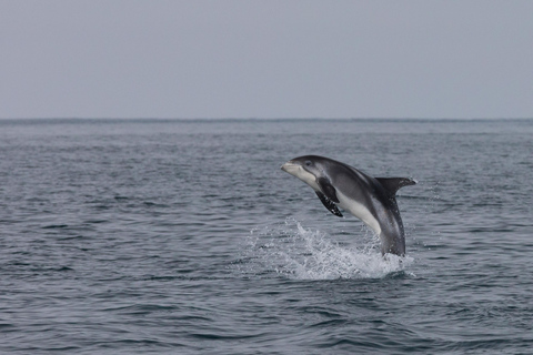 Akureyri: Guided Whale Watching Tour from the City Center