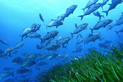 Menorca: Bautizo buceo desde barco con fotos incluidas