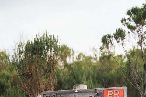 Funchal: Vereda do Fanal PR13 Hiking with Transfer & Guide