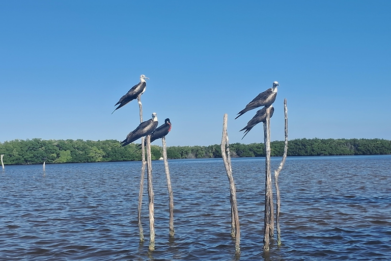 Río Lagartos: Flamingo Safari und Las Coloradas Tour