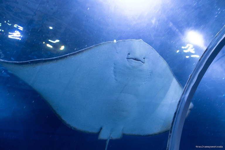 Río de Janeiro: ticket de entrada a AquaRio