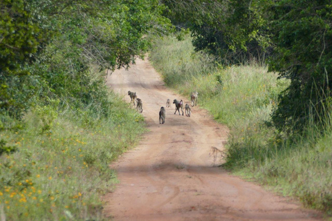 Kwale: Private day tour to Shimba Hills with Picnic lunch
