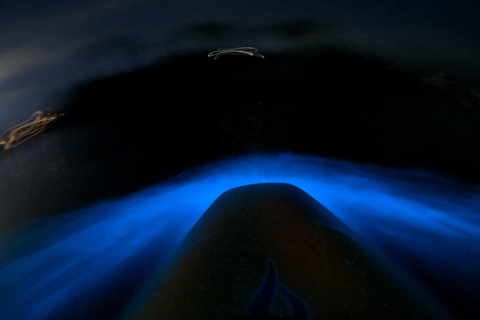 Auckland: Bioluminescence Kayak Tour with Guide