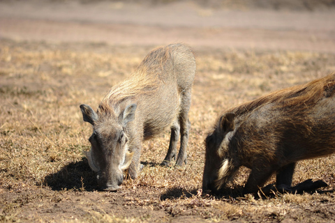 Cultural Bomas of Kenya Tour