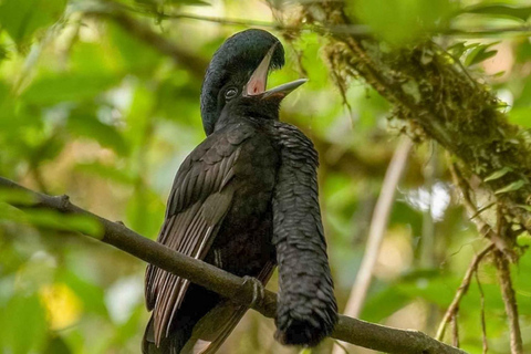 Z Iquitos | Wyprawy do rezerwatu Pacaya Samiria