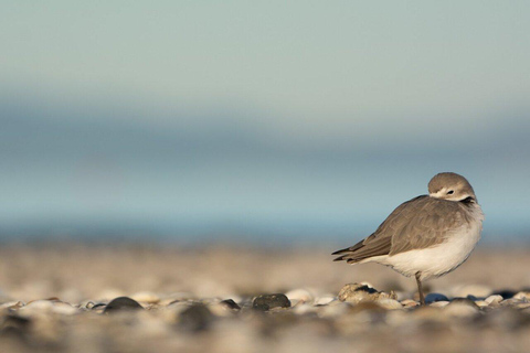 Auckland: Birdwatching, Hiking & Waterfalls Tour
