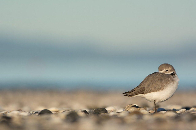 Auckland: Birdwatching, Hiking & Waterfalls Tour
