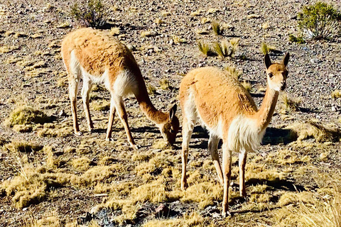 Arequipa: Catarata de Pillones and Bosque de Piedras Tour