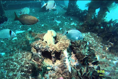 Doble zambullida en el Parque del Renacimiento Oceánico