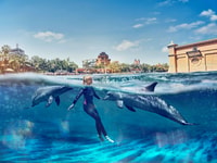 Dubai, Schwimmen mit Delfinen im Atlantis Waterpark - Hizvo