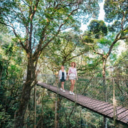 Gold Coast: Lamington, O'Reilly's & Vineyard Tour